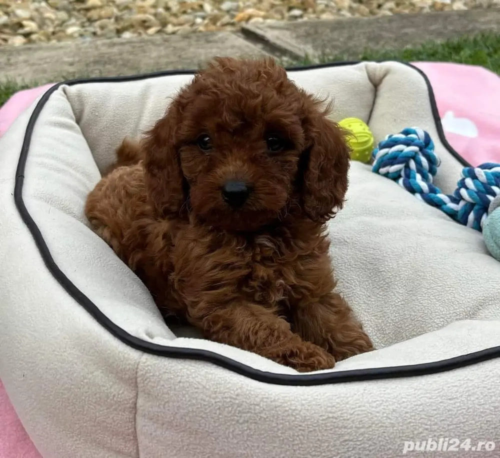 Catelusi Pudel Poodel Caniche red toy posibilitate de transport