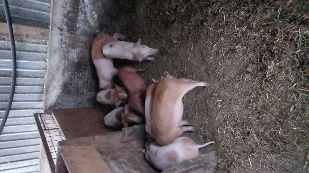 Purcei disponibili Purcei disponibili