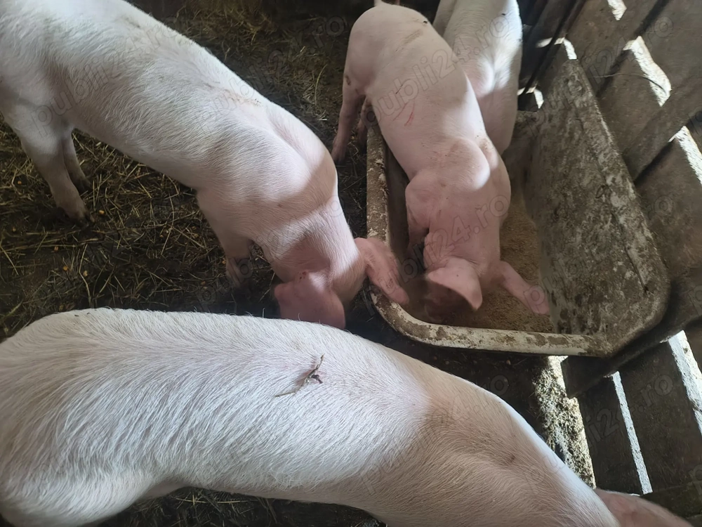 Purcei de vanzare crescuti natural - 2 luni jumate Purcei de vanzare crescuti natural - 2 luni jumate