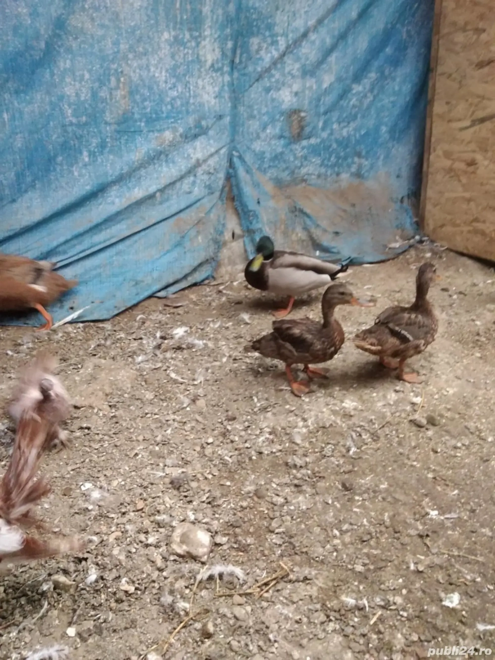 Vand ratuste salbatice 2+1 Vand ratuste salbatice 2+1