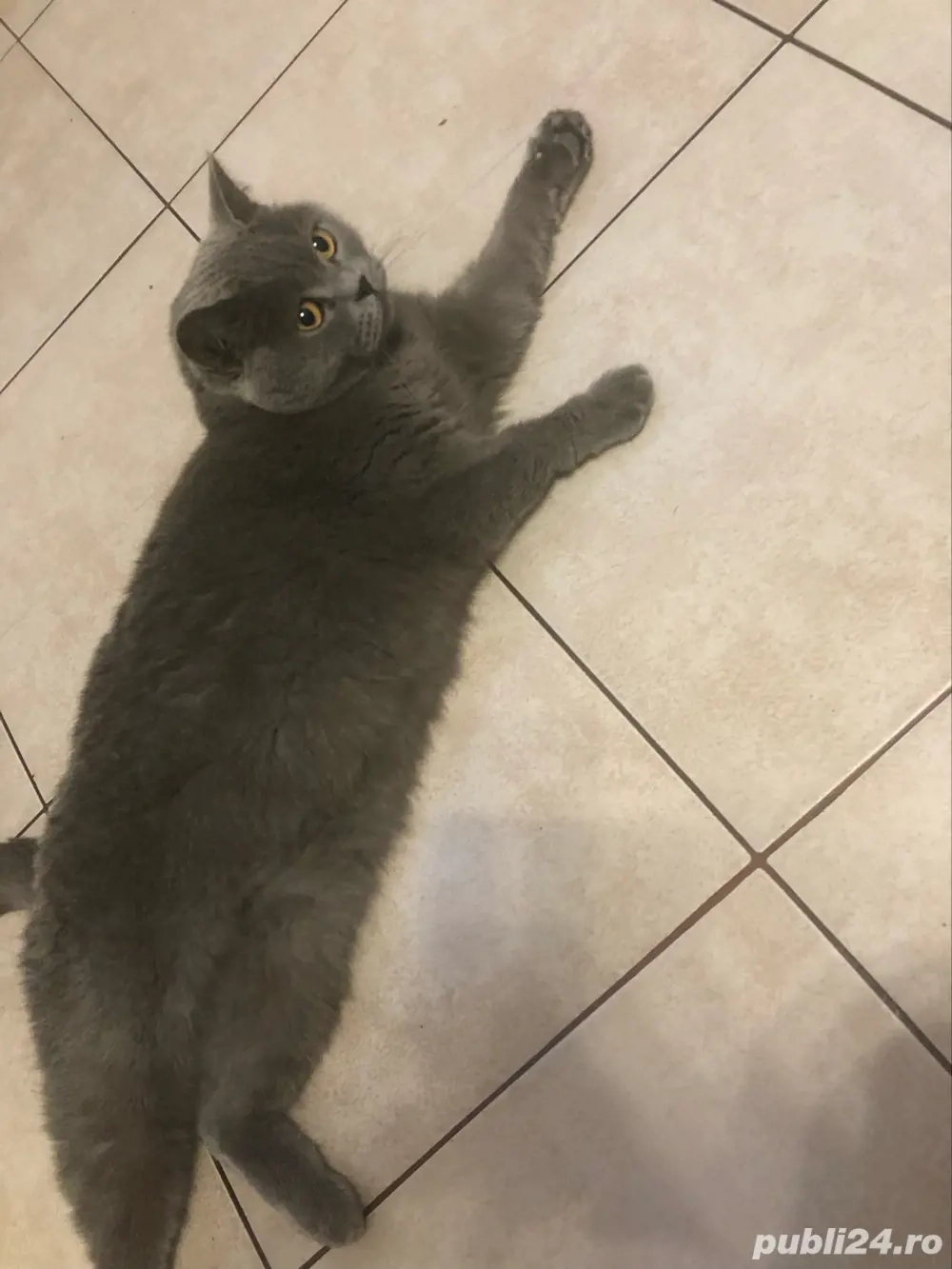 pisica british pisica british