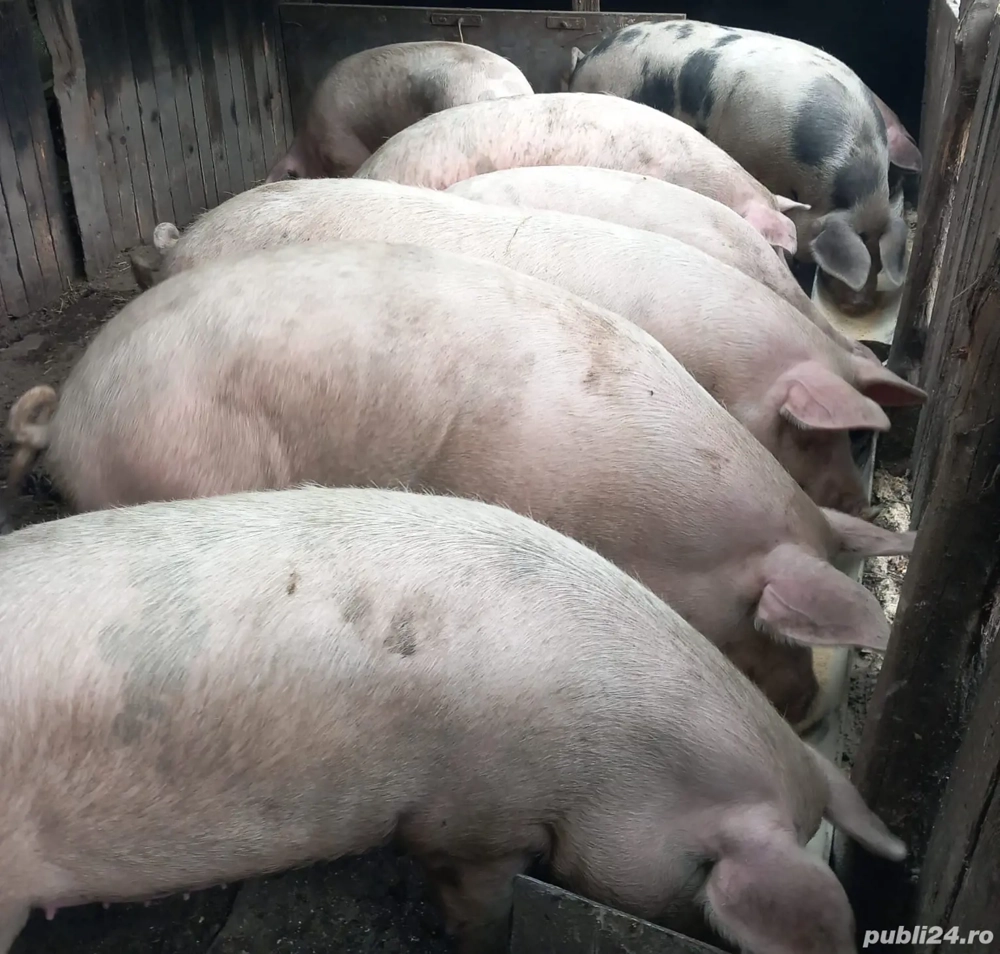 Vand porci intre 110-170 kg 