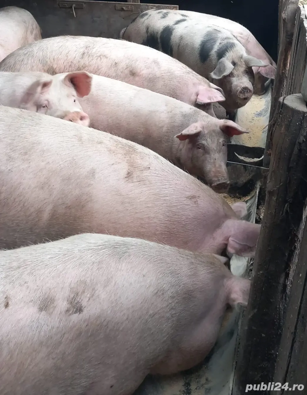 Vand porci medie 130 -170 kg Vand porci medie 130 -170 kg