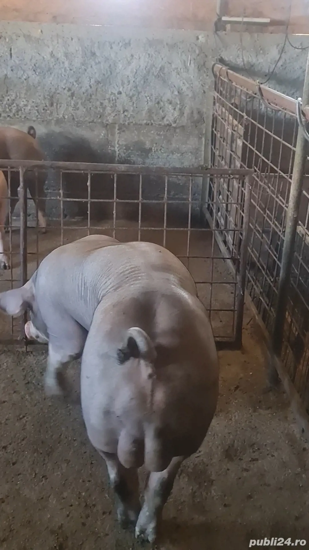 Material seminal Vier Duroc x  Pietrain belgian pur  (monta scroafa)