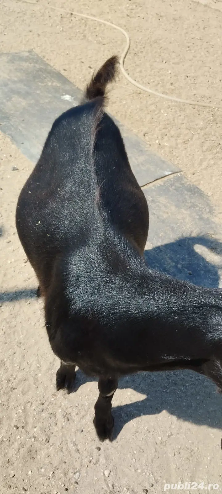 țap de vânzare tânăr 