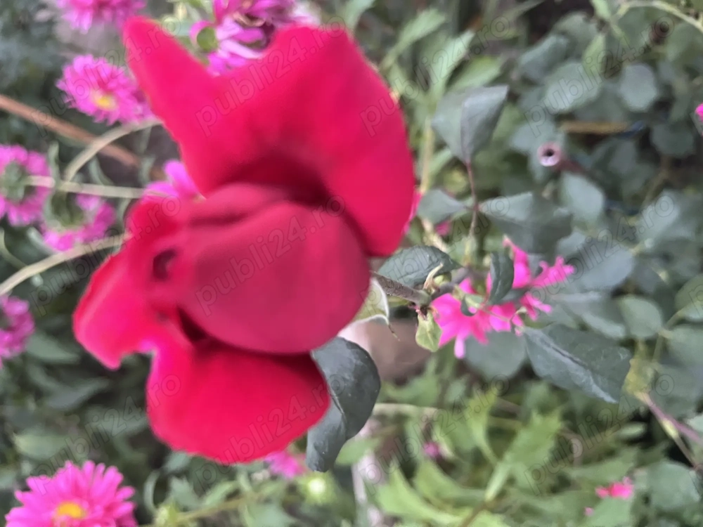 Teren intravilan Rasnov Glejerie