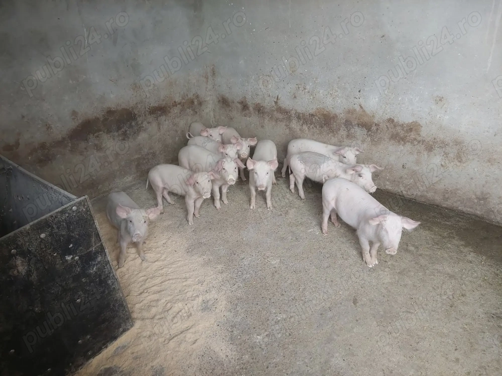 Vand purcei Vand purcei