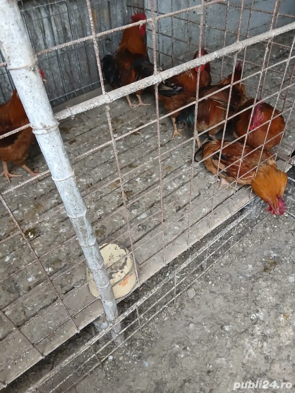 cocosi de vanzare cocosi de vanzare