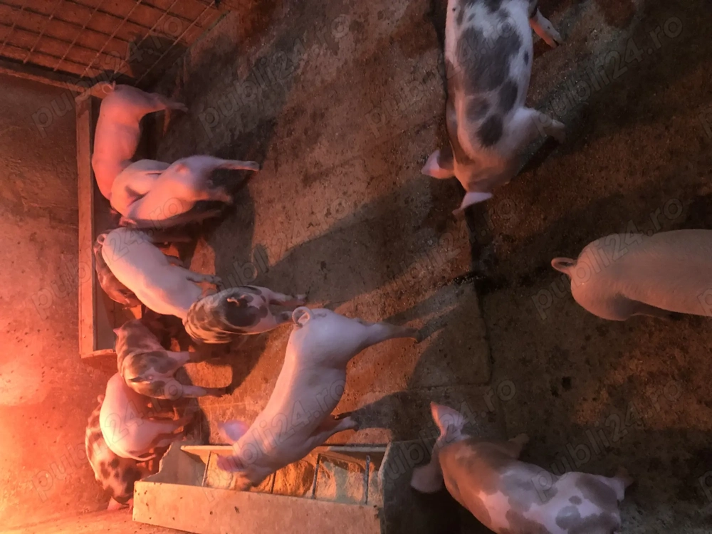 Purceluși de vanzare!