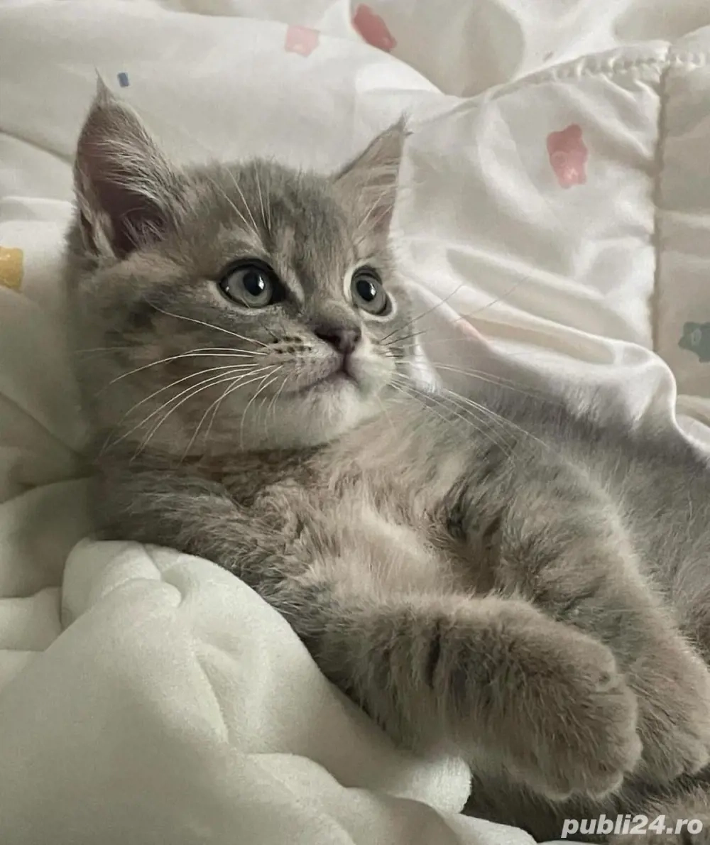 British Shorthair silver 