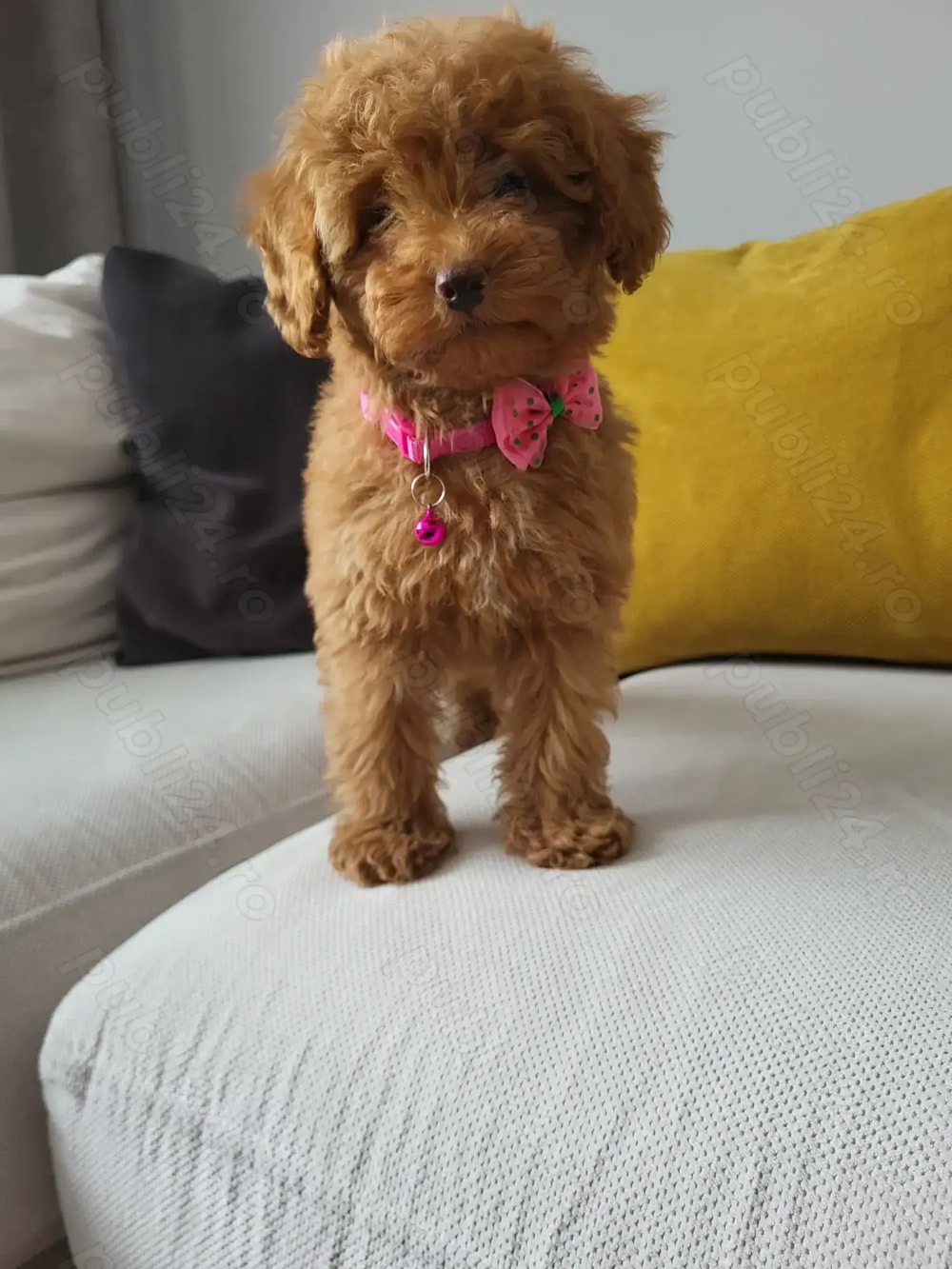 Poodle red miniatura