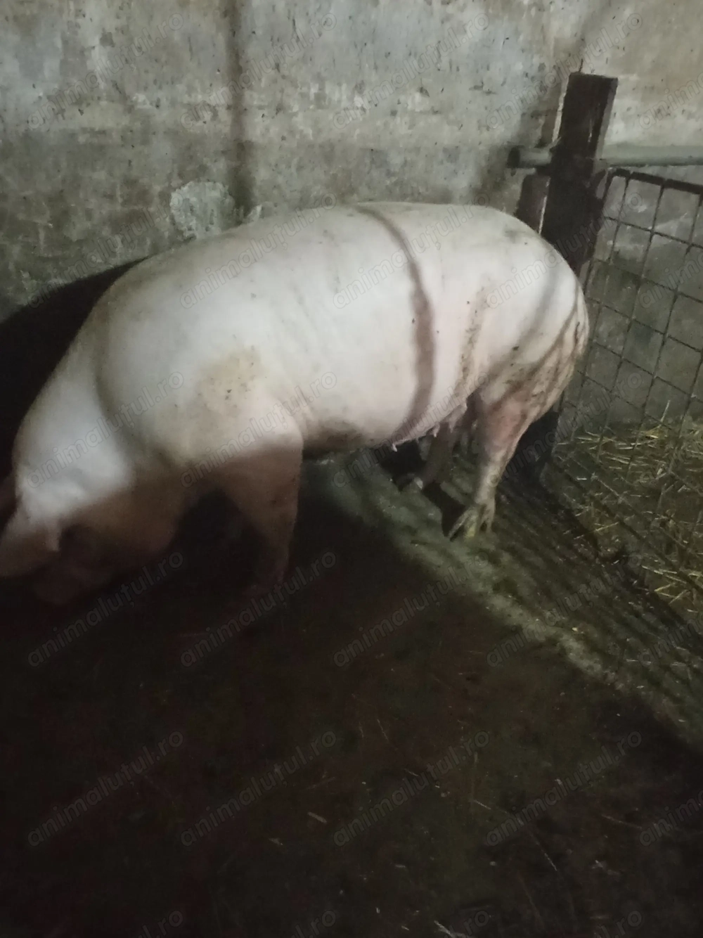 Porc 280-300 kg Porc 280-300 kg