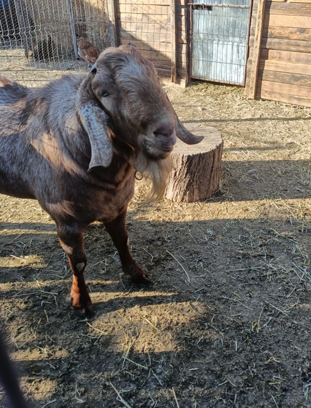Vând țap Anglonubian , vârsta de un an și jumătate. Vând țap Anglonubian , vârsta de un an și jumătate.
