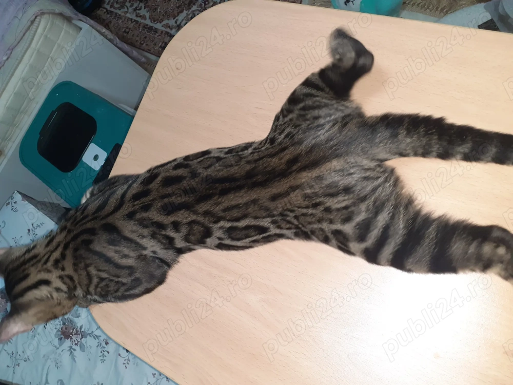 Pisic din rasa bengalez în vârstă de 7 luni, nu este castrat, foarte jucăuș, gălăgios și frumos  Pisic din rasa bengalez în vârstă de 7 luni, nu este castrat, foarte jucăuș, gălăgios și frumos