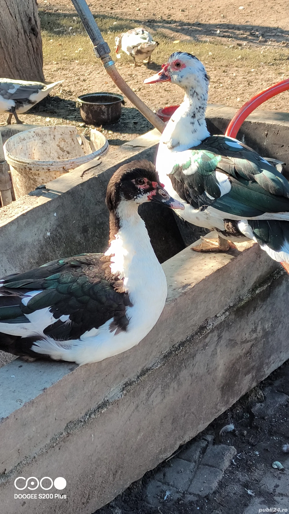 Rate mute de casa Rate mute de casa