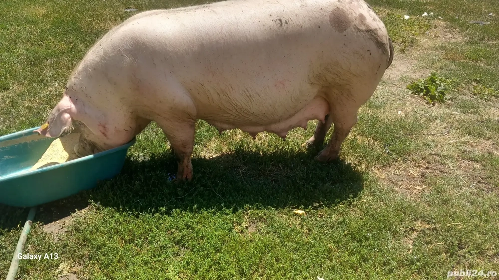 scroafe gestante Teleorman 