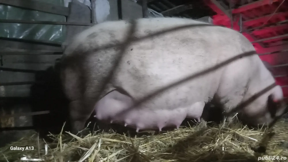 scroafe gestante in teleorman  scroafe gestante in teleorman