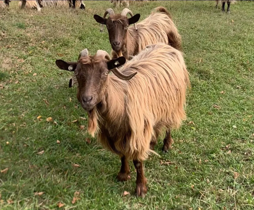 3 Capre de vânzare bune de lapte  3 Capre de vânzare bune de lapte