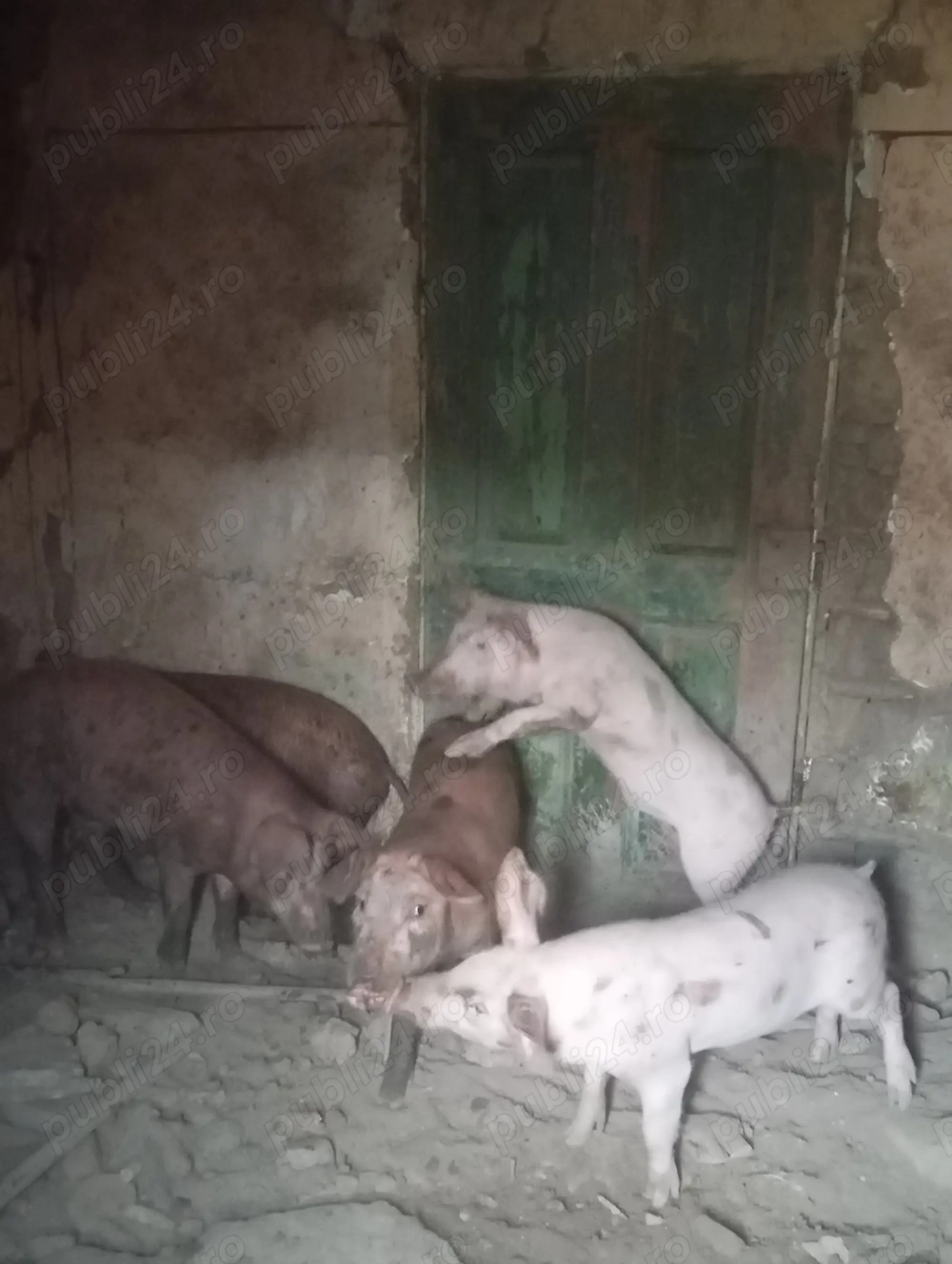Porci rasă Duroc și Landras