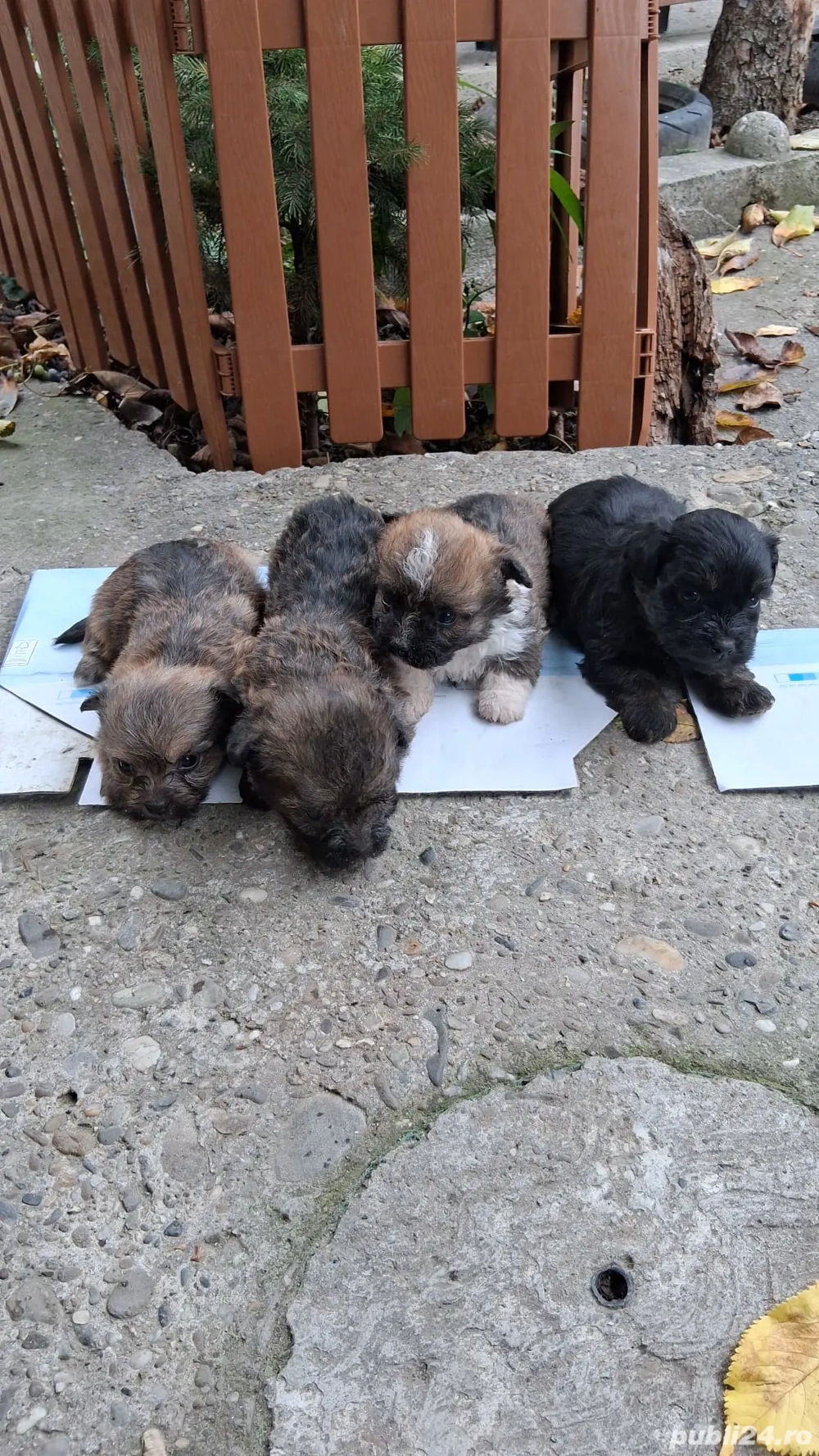 puiuti bichon cu pechinez 