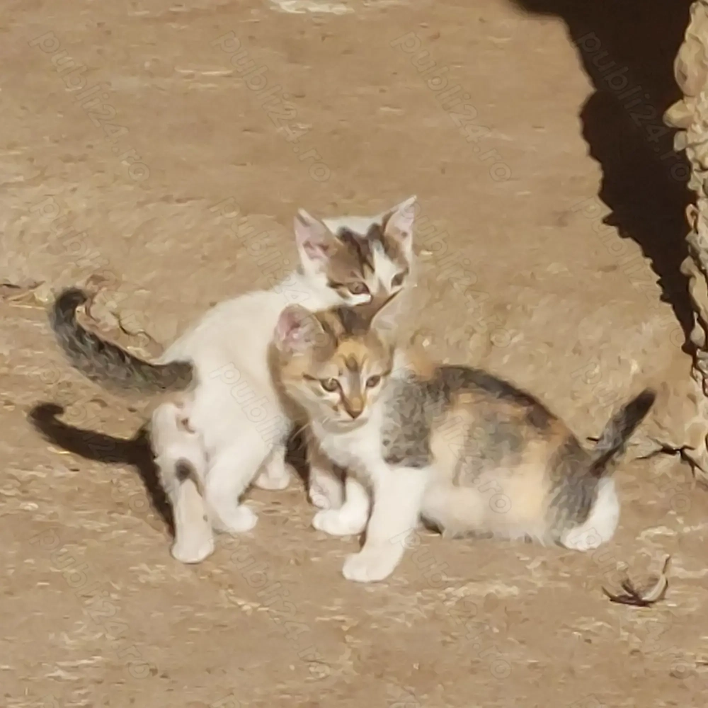 Donez pui de pisica Donez pui de pisica