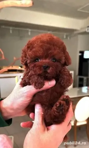 pudel red mini de buzunar 