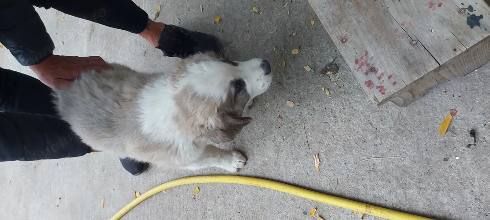 Vand ciobanesc carpatin 