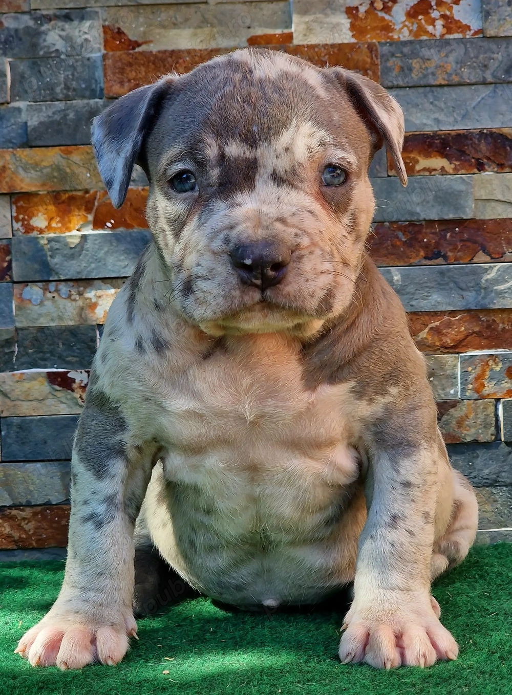 Vand American Bully xl 