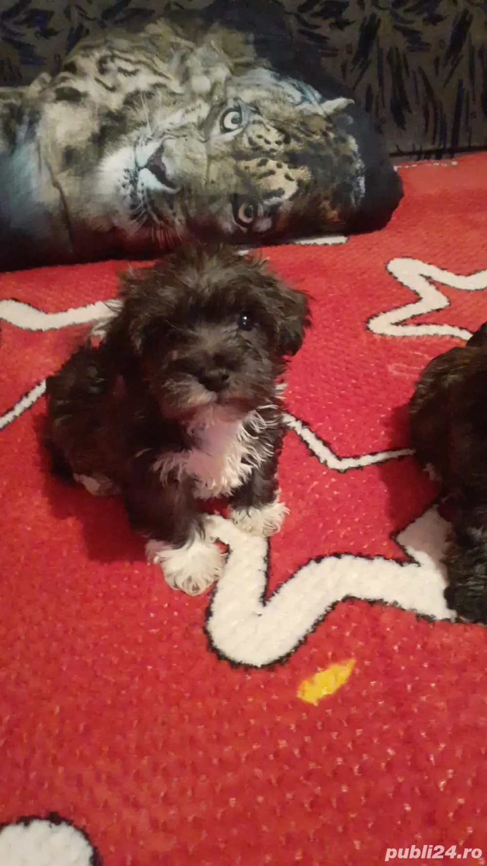 bichon havanez negru cu alb