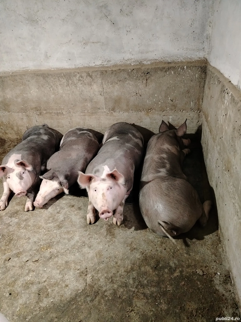 Vând porci pietrain!  Vând porci pietrain!