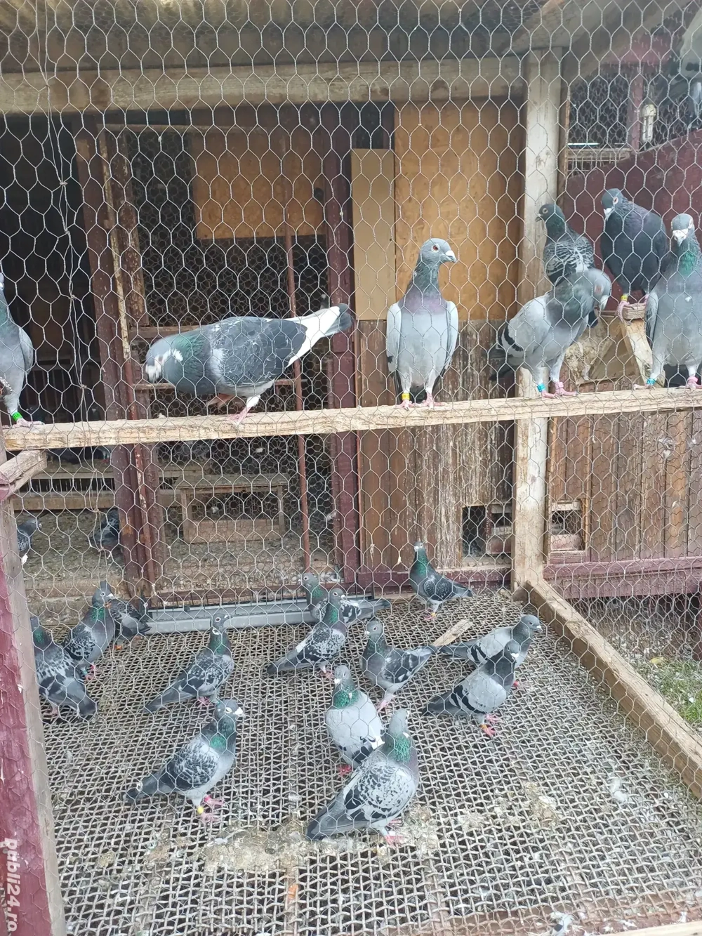 porumbei voiajori porumbei voiajori