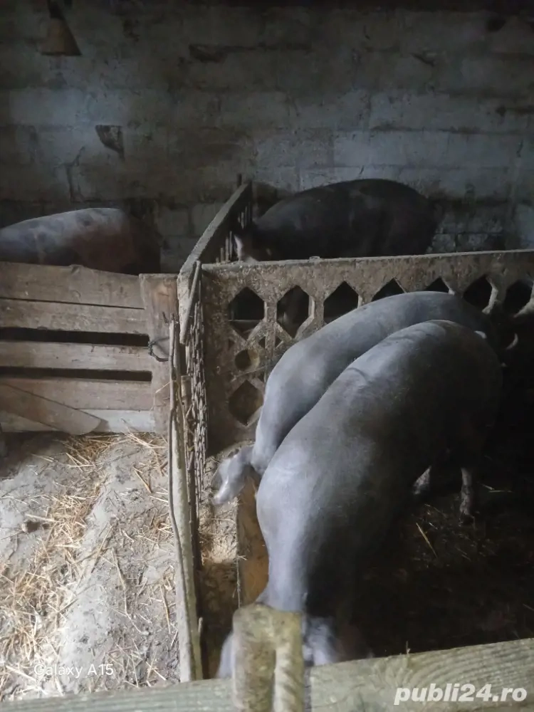 vand porci crescuti  cu  cartofi si cereale rasa  de carne diferite  kg  detali la telefon   vand porci crescuti  cu  cartofi si cereale rasa  de carne diferite  kg  detali la telefon