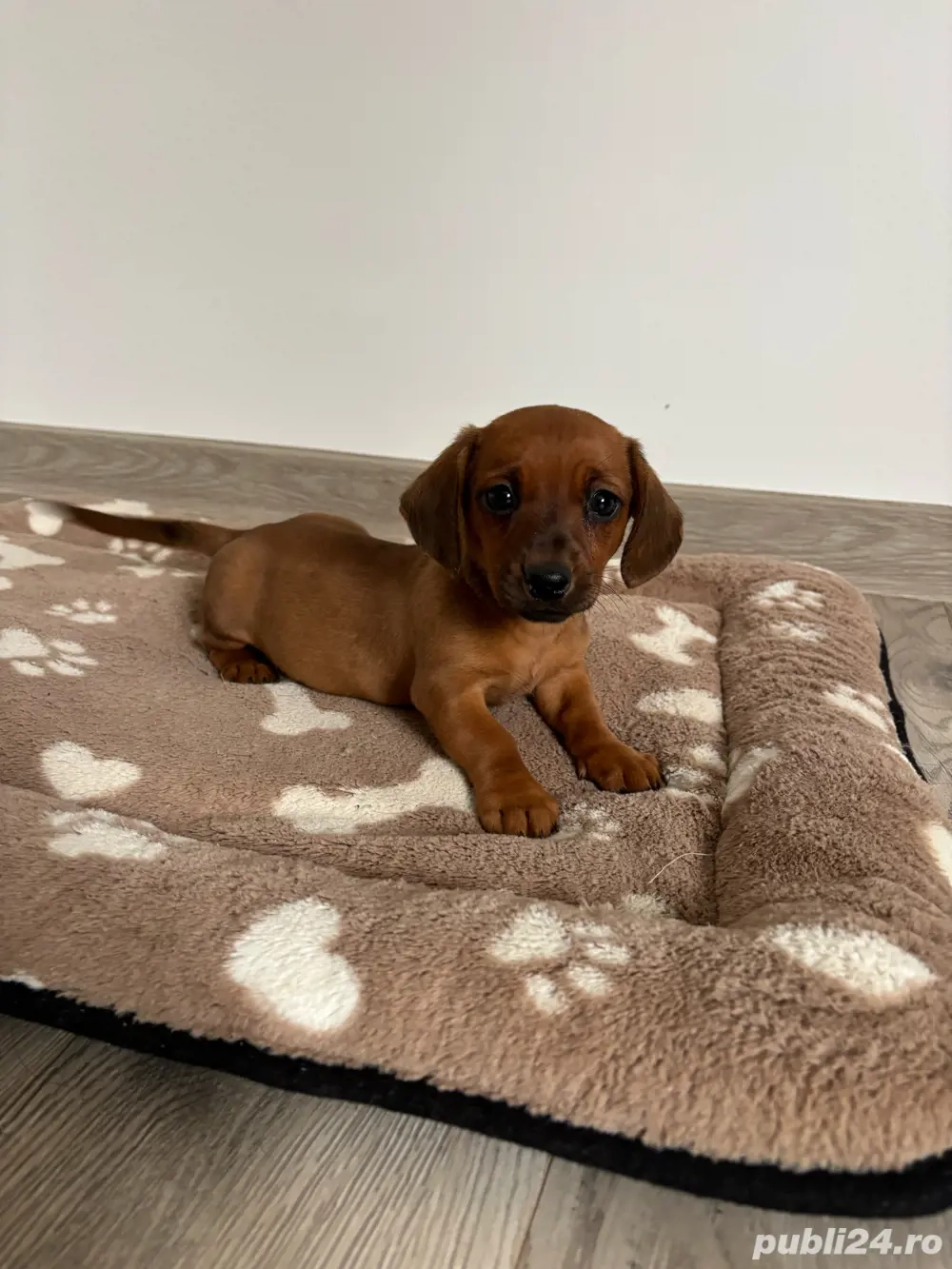 femela teckel  femela teckel