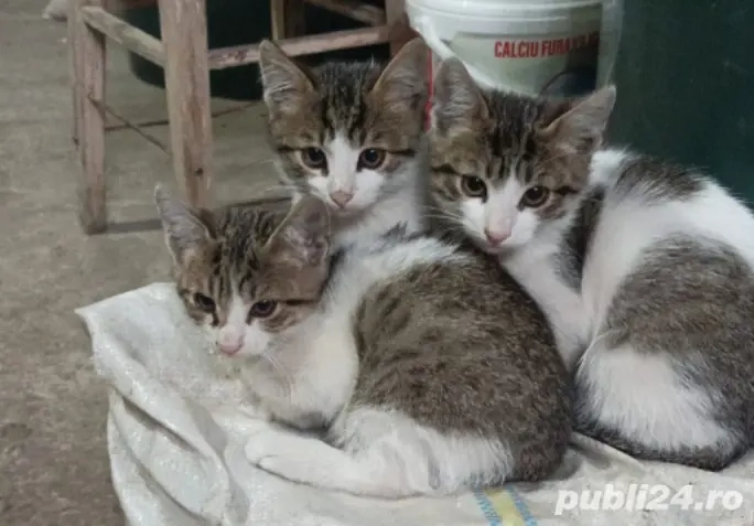 Oferta speciala la 500  din mama Britis!