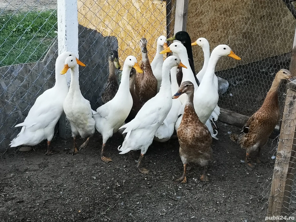 Rate indiene alergătoare 