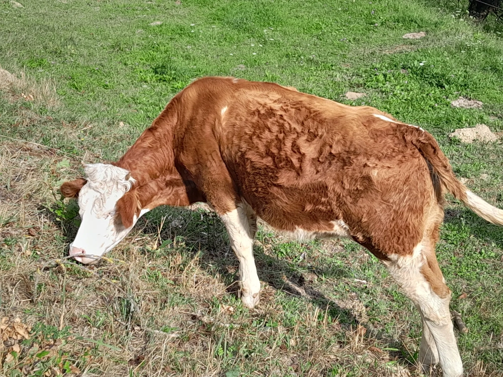 De vanzare 2 vitele  De vanzare 2 vitele