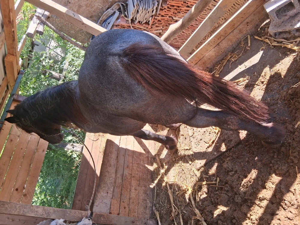 Vand armăsar sur de 6 ani