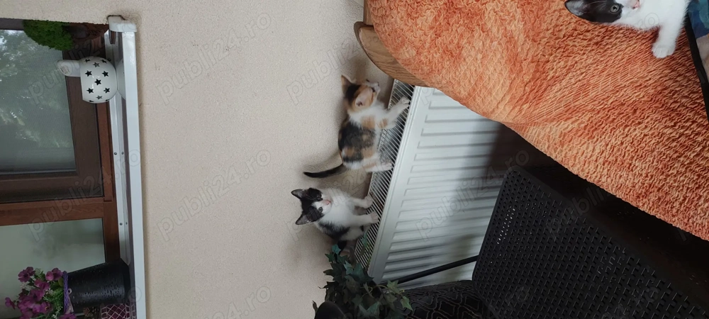 Donatie motanel 3 luni Donatie motanel 3 luni