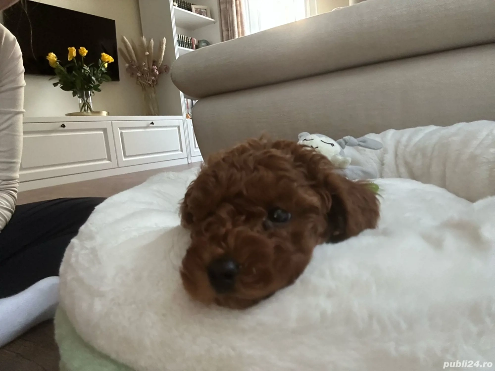 Puiuti Pudel Poodel red roy deosebit