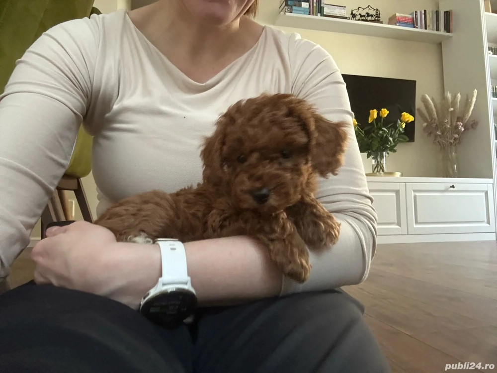 Catelusi Pudel Poodel fetite si baietei toy red  apricot ajut cu transportul