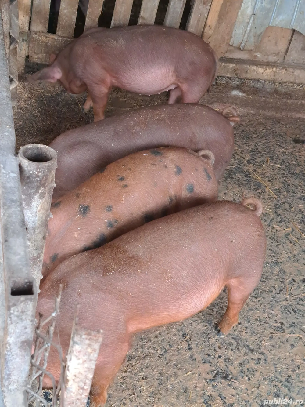 vând purcei  vând purcei