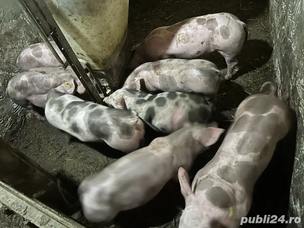 Pentru reproductie pietrean pur