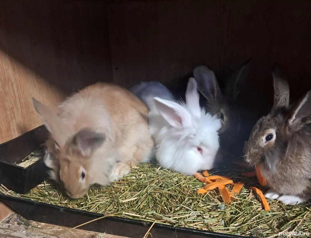 4 Femele disponibile -Iepuri