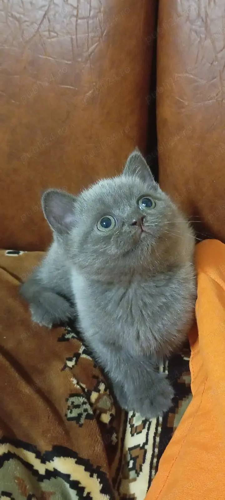 Vând Scotish Fold 10 săptămâni 