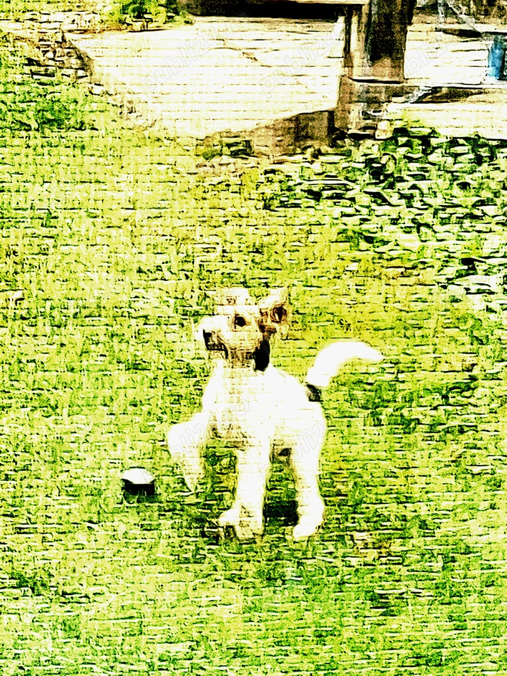 adoptezi catelus de rasa foxterier