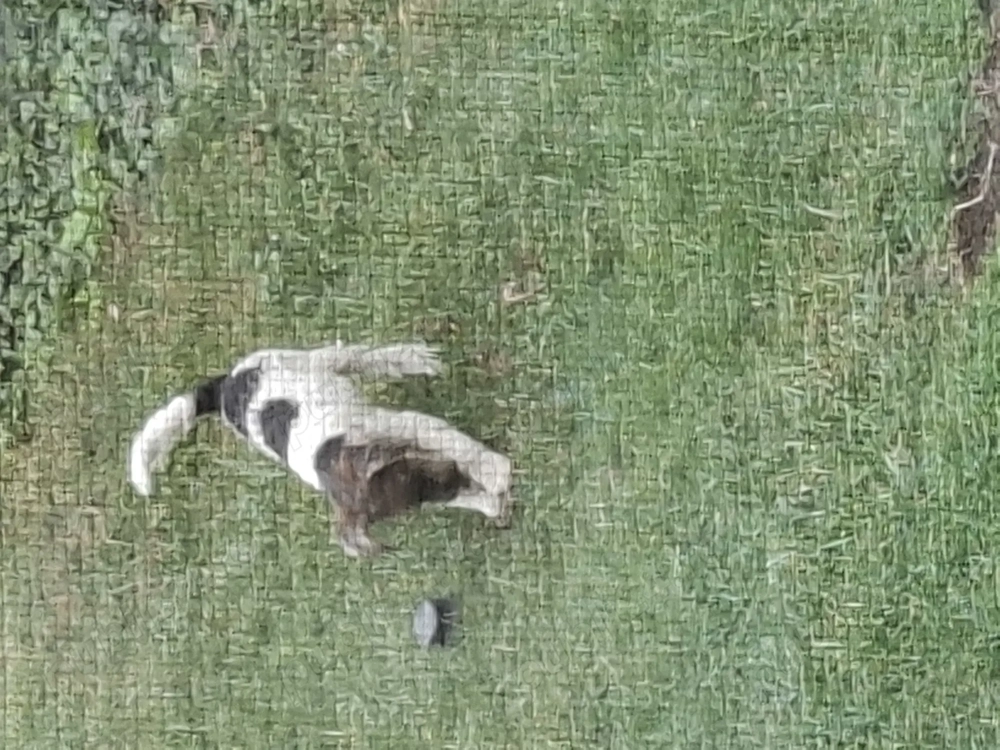 donatie pentru  iubitor de animale donatie pentru  iubitor de animale