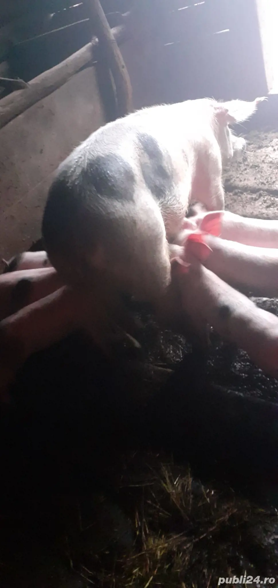 Vand scroafa fatata  Vand scroafa fatata