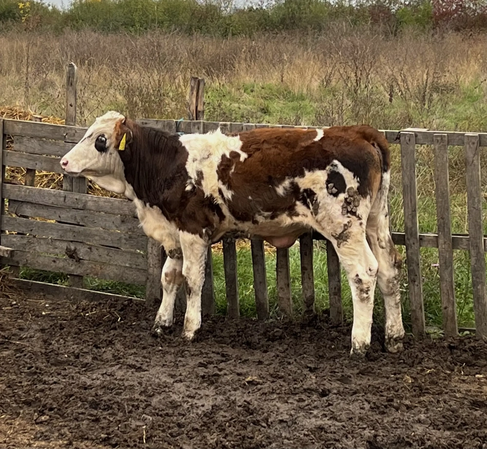 Vând Vitea Baltata  Vând Vitea Baltata