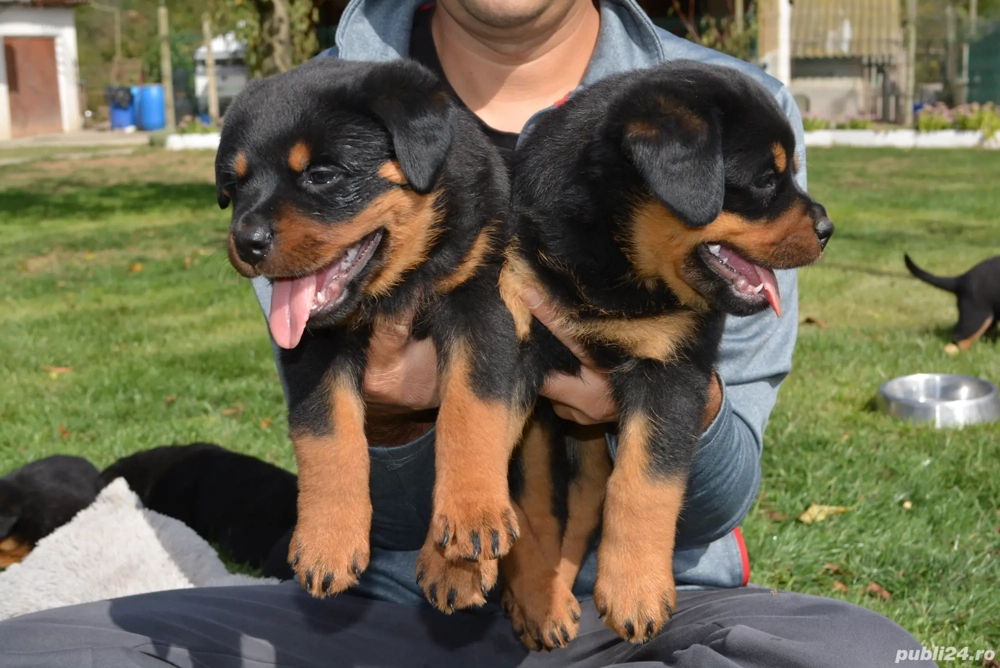 Pui rottweiler exceptionali 