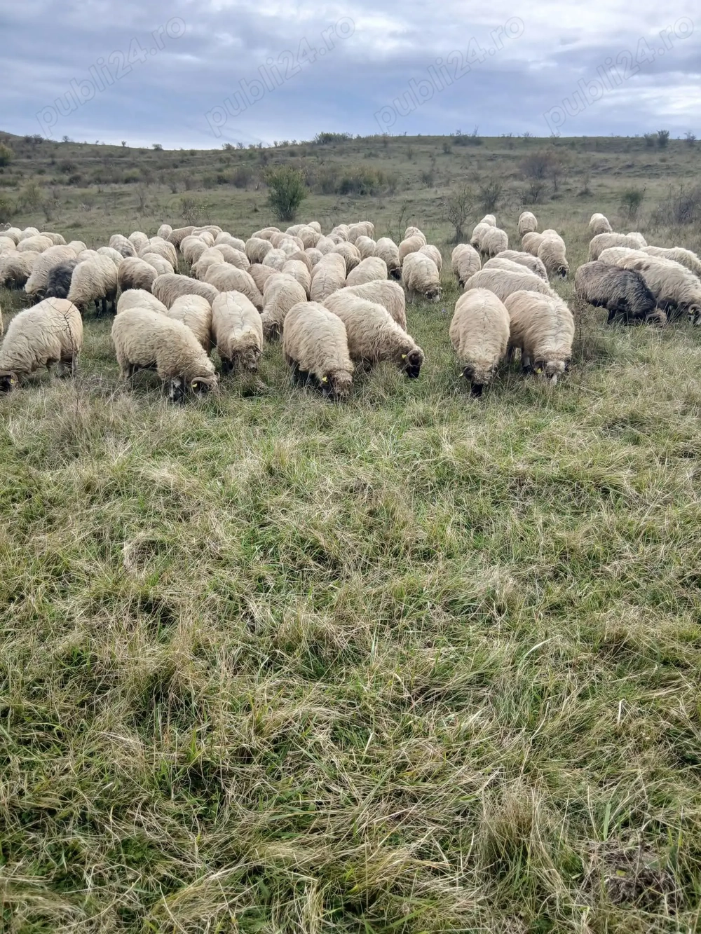 Vând 168 oi tinere,majoritatea miori și stramiori!